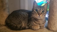 Kiki - Photo 3