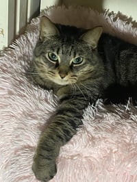 Kiki - Photo 1