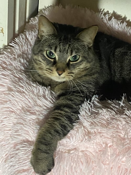 KIKI - Domestic Short Hair available for adoption