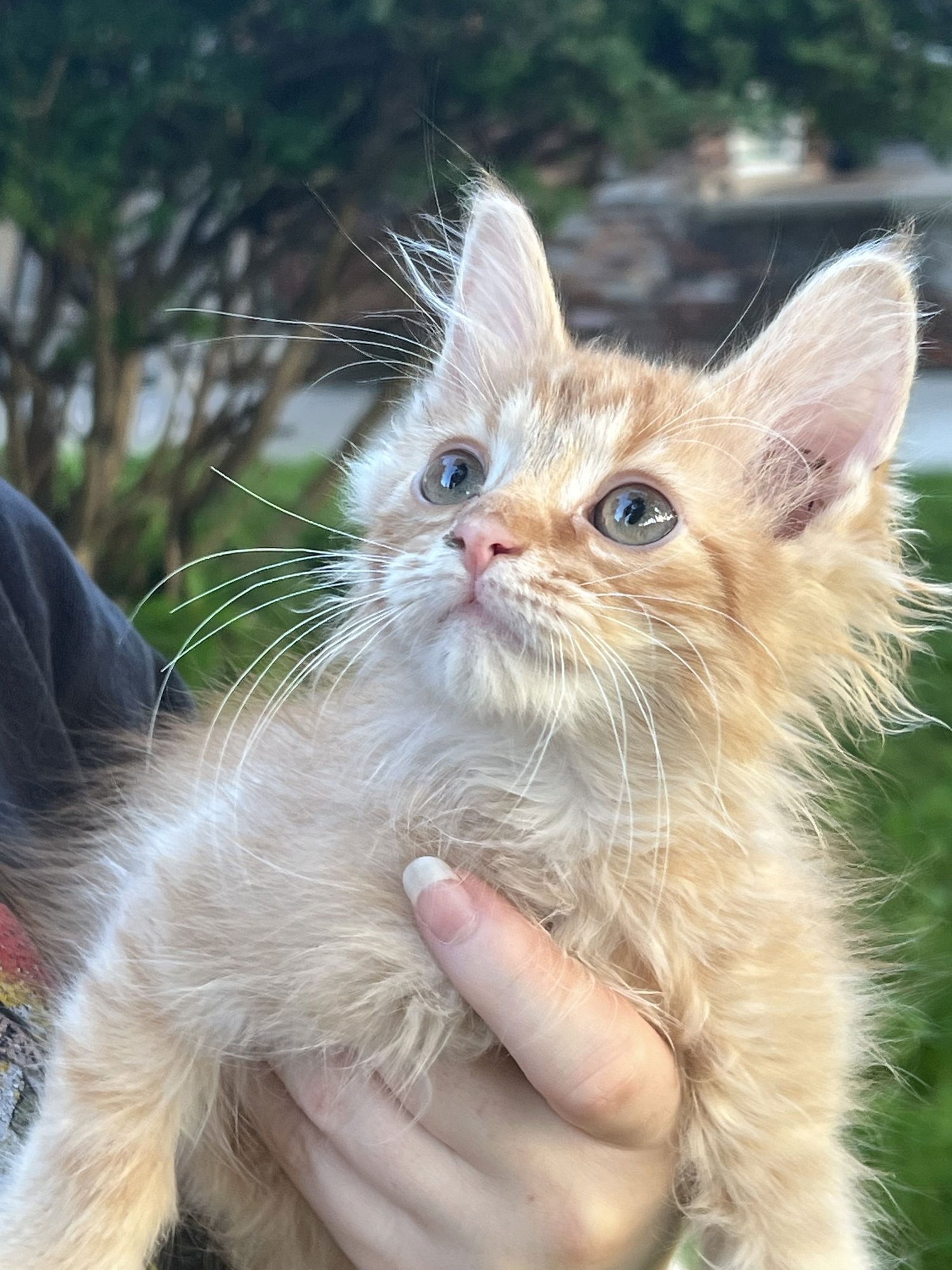 C294 LITTER JONESY - Domestic Long Hair / Tabby available for adoption