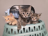 C320 Litter Drumstick - Photo 1