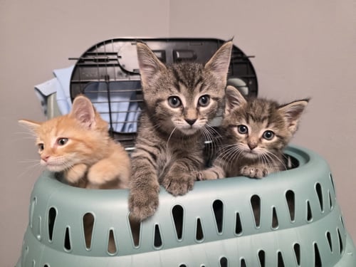 C320 LITTER DRUMSTICK - Domestic Medium Hair available for adoption