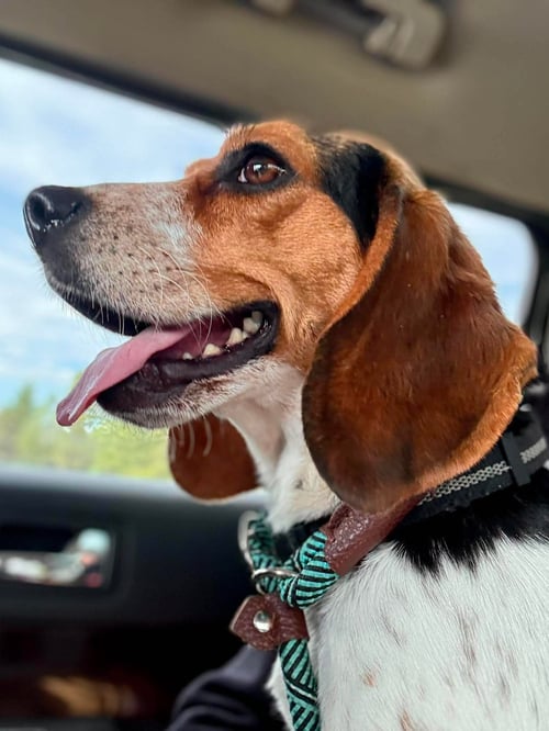 BETTE - ADOPTION PENDING - Beagle available for adoption