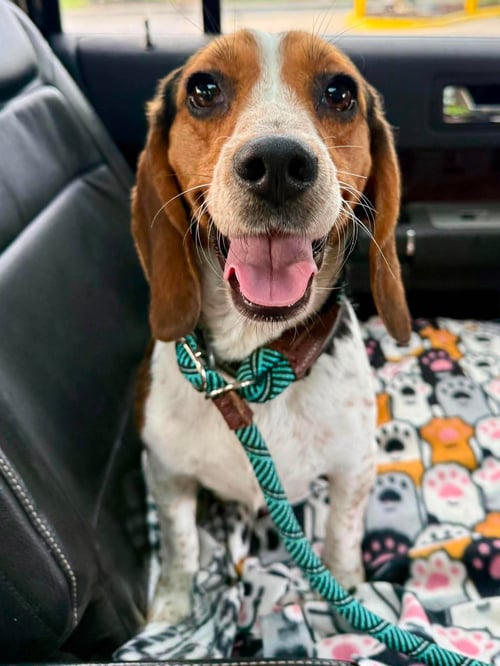 BETTE - ADOPTION PENDING - Beagle available for adoption