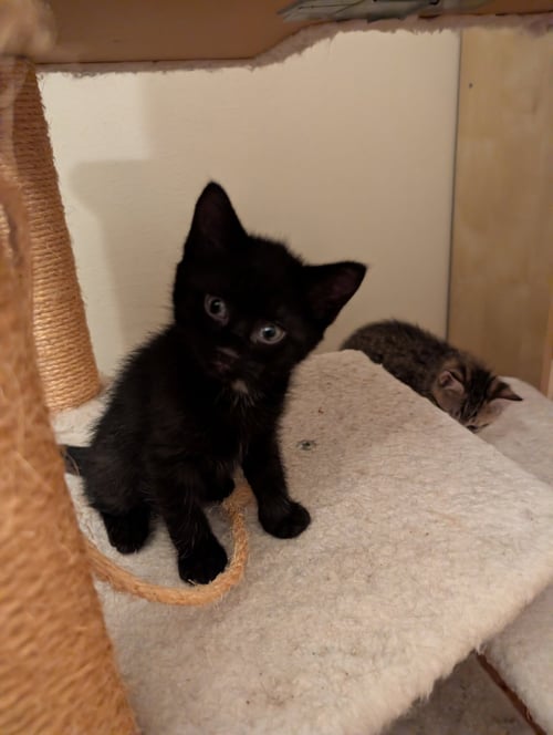 C321 LITTER BLACKBEAR - Domestic Short Hair available for adoption
