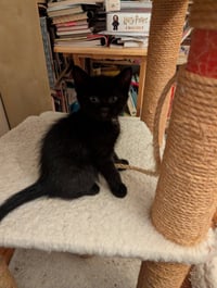 C321 Litter Blackbear - Photo 3