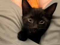 C321 Litter Blackbear - Photo 4