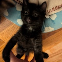 C321 Litter Blackbear - Photo 5