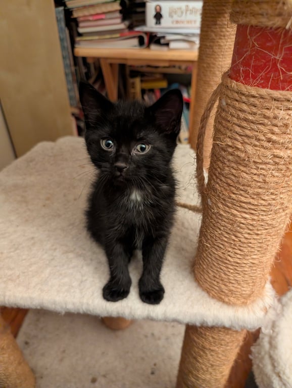 C321 Litter Blackbear Image