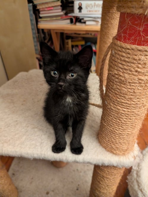 C321 LITTER BLACKBEAR - Domestic Short Hair available for adoption