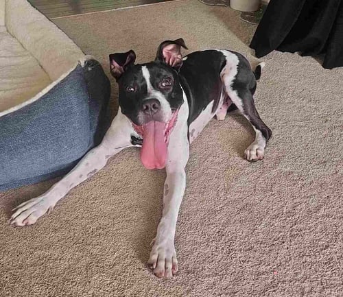 BLAZE - Boxer / Pit Bull Terrier available for adoption