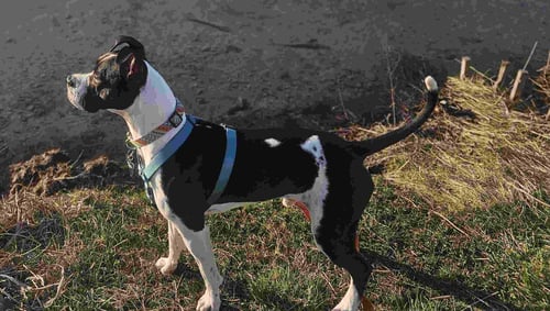 BLAZE - Boxer / Pit Bull Terrier available for adoption