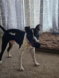 Blaze - Photo 3