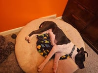 Blaze - Photo 4