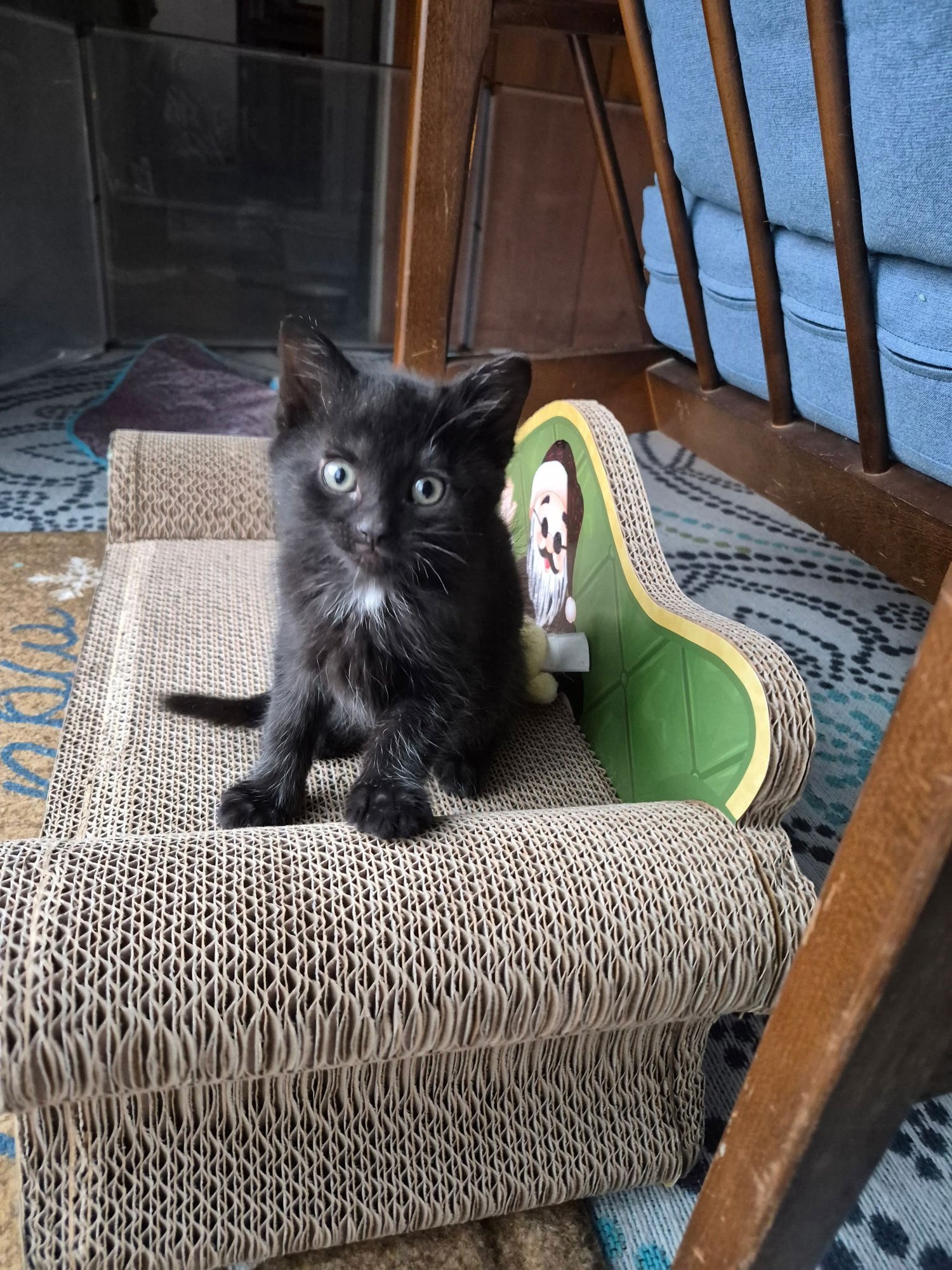 C310 LITTER BODE-ADOPTED - Domestic Short Hair available for adoption