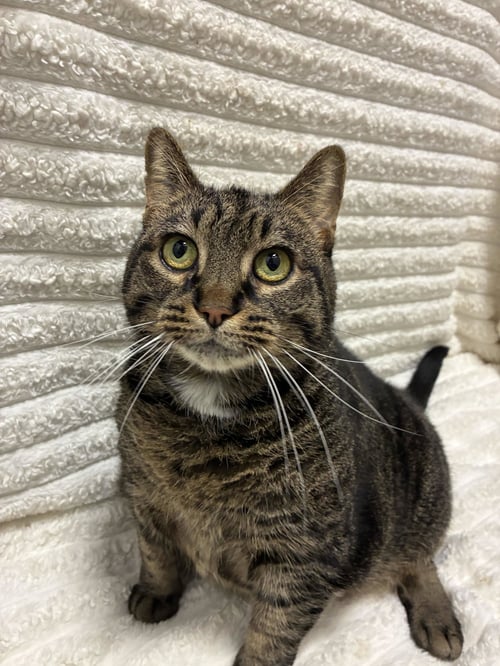 COCO CHUBBS - Domestic Short Hair / Tabby for adoption in Ann Arbor