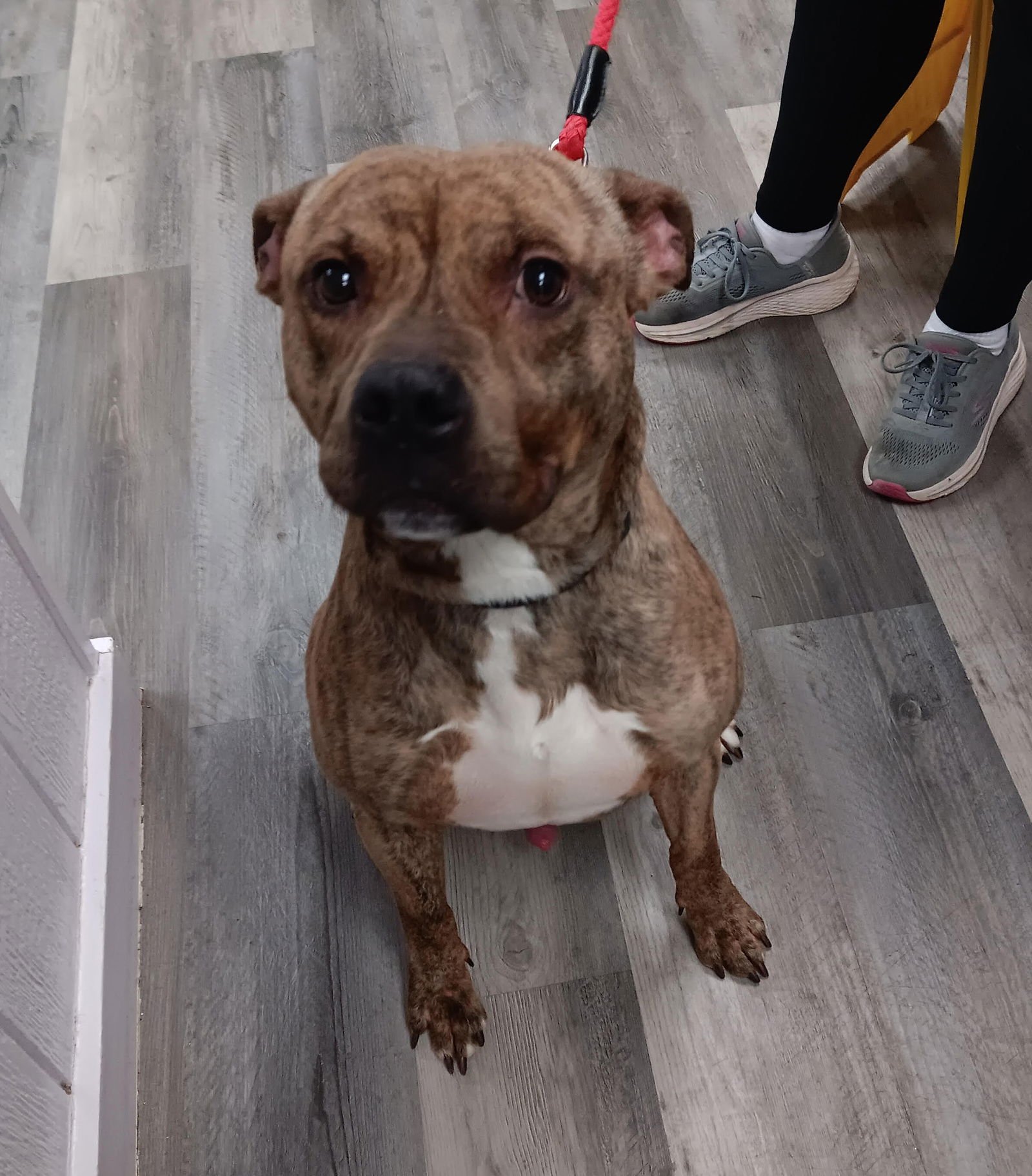 BUBBEE - Pit Bull Terrier / Boxer available for adoption