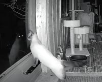 C291 Litter Twila (Mother) - Photo 4