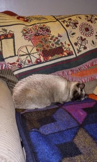 C291 Litter Twila (Mother) - Photo 3