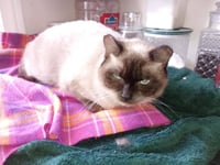 C291 Litter Twila (Mother) - Photo 1
