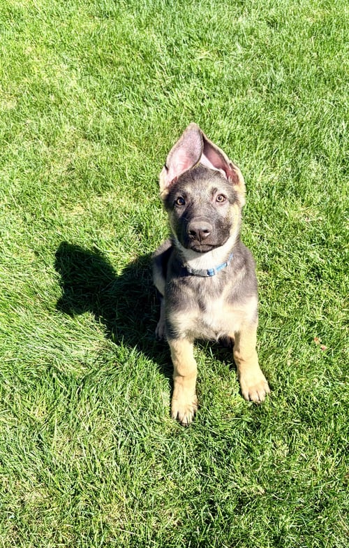 CHARLI - German Shepherd Dog available for adoption