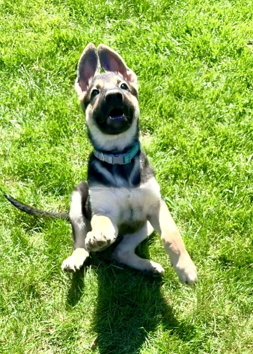 CHARLI - German Shepherd Dog available for adoption