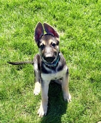 Charli - Photo 3