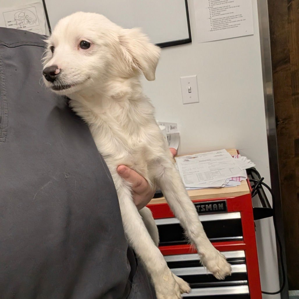 MARSHMALLOW - Spaniel available for adoption