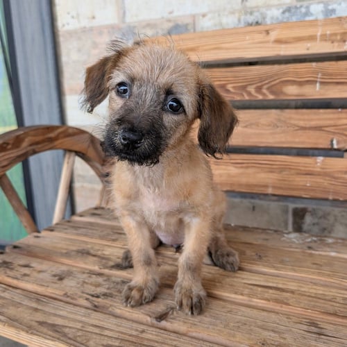 ANKA - Schnauzer / Dachshund available for adoption