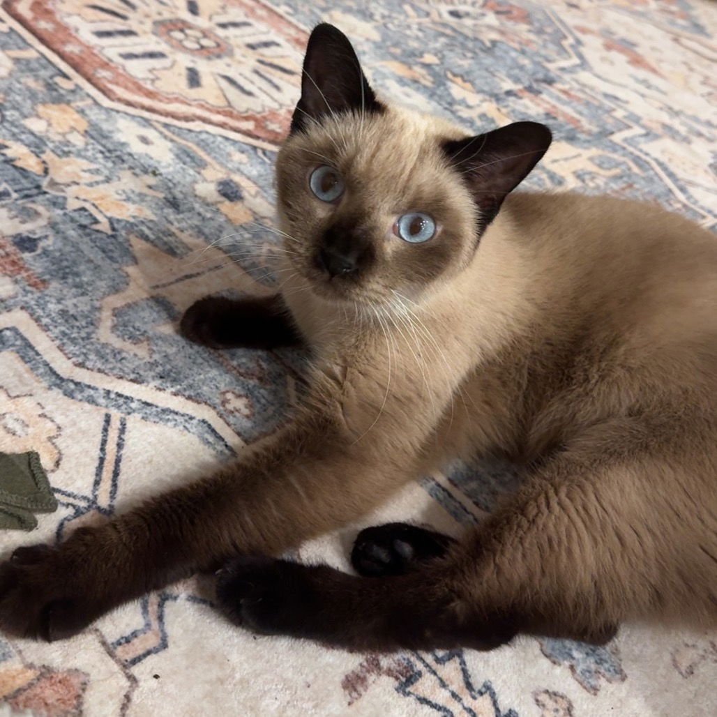 SHOKO - Siamese available for adoption