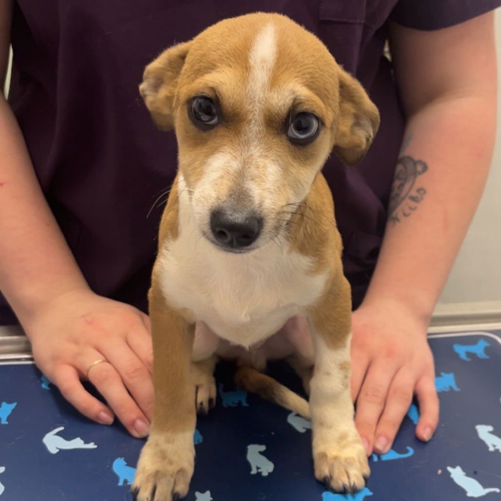 HUGO - Chihuahua available for adoption