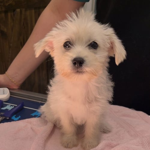 DAWN - Maltese available for adoption