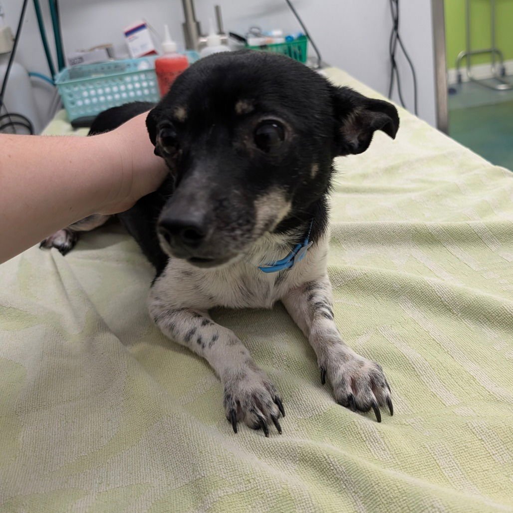 BLACKY - Chihuahua available for adoption