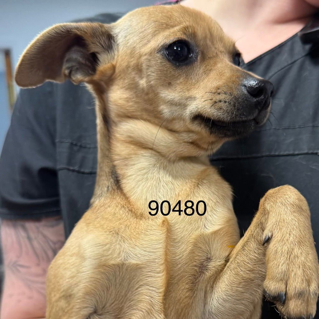 MOUSIE - Rat Terrier available for adoption