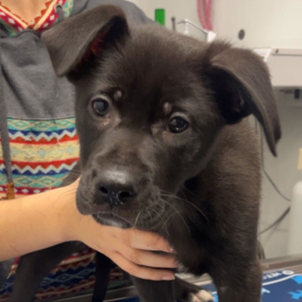 XENA - Black Labrador Retriever available for adoption