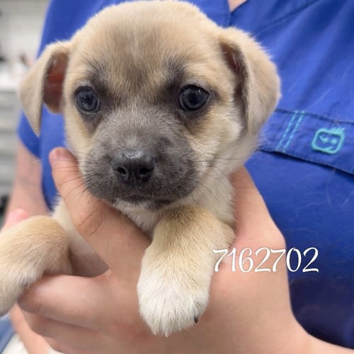 HIPPITY - Chihuahua available for adoption