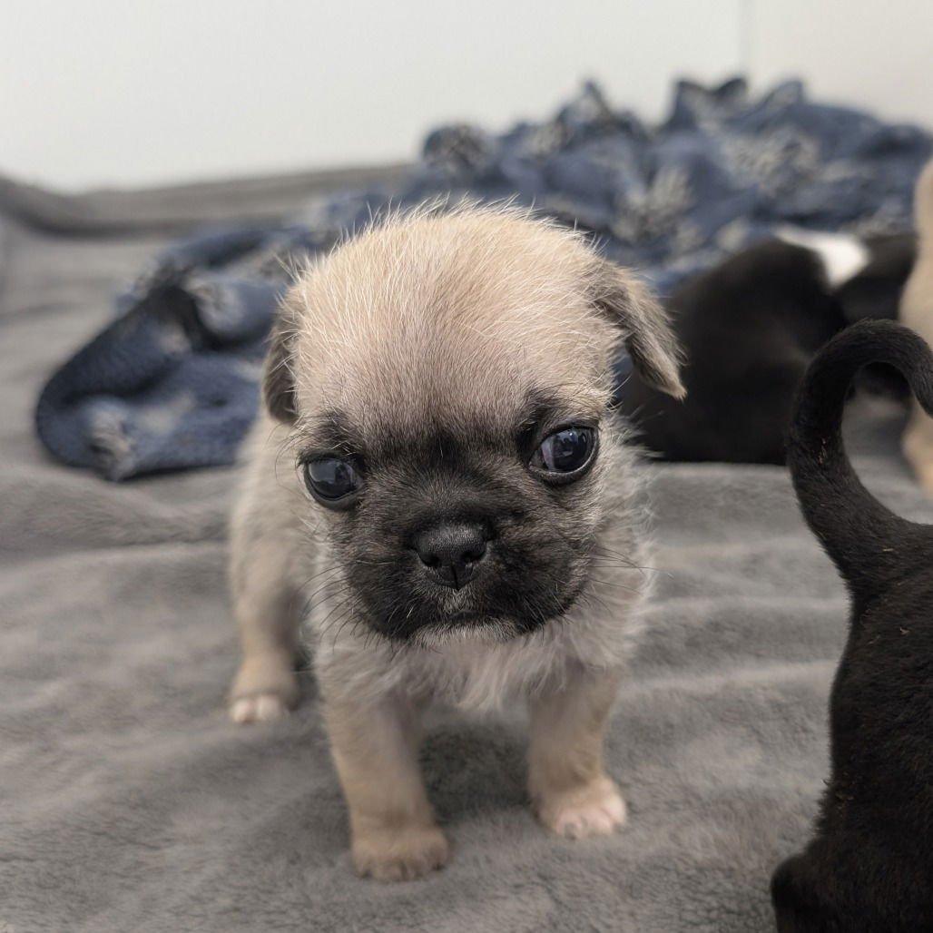 CAROL - Terrier available for adoption