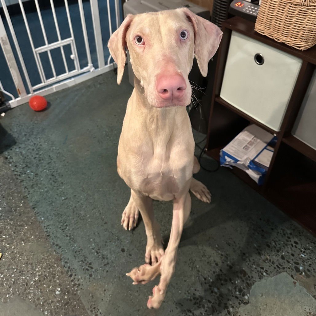 PINKY - Doberman Pinscher available for adoption