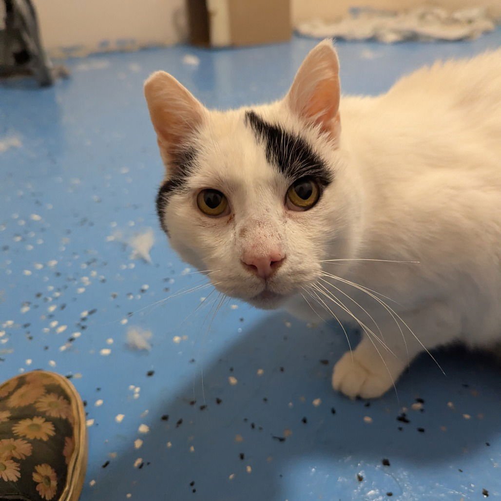 POW WOW - Domestic Short Hair available for adoption