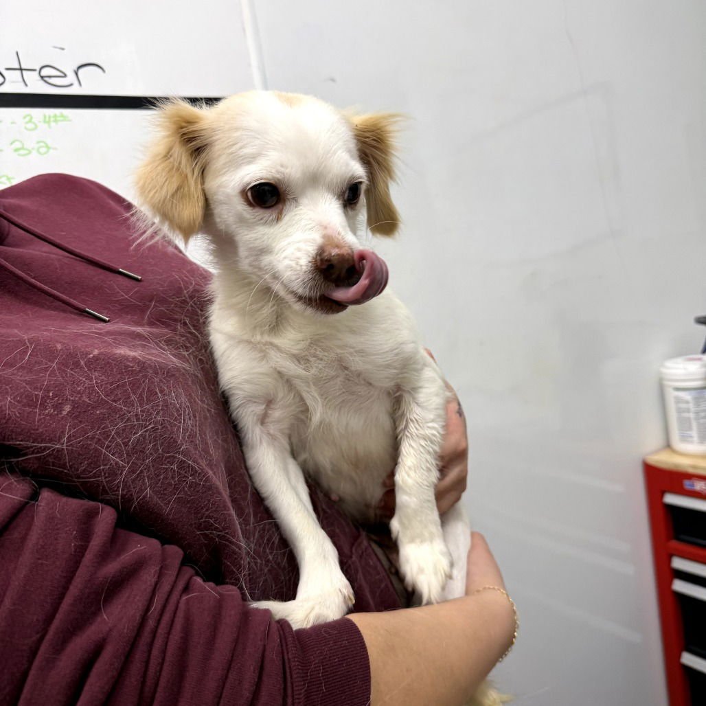 MIDGE - Spaniel available for adoption