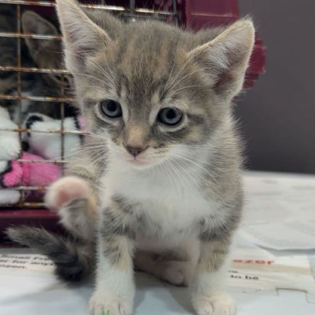 MAVERICK - Domestic Long Hair available for adoption