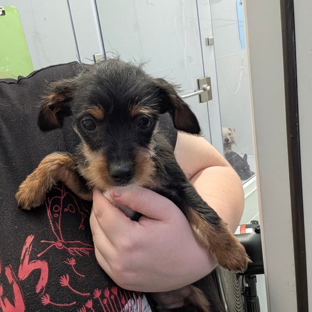 JUNO - Terrier available for adoption