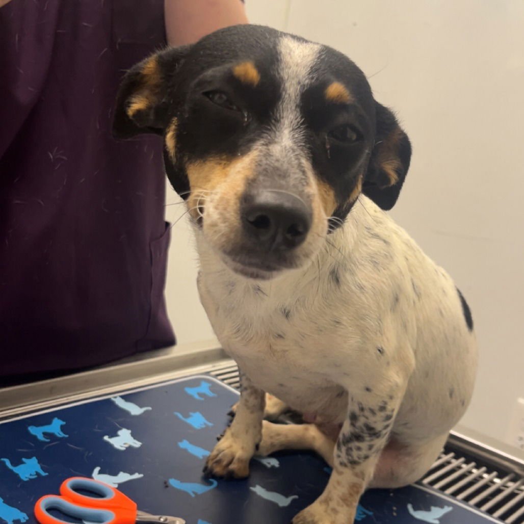 BLUEBELL - Chihuahua available for adoption