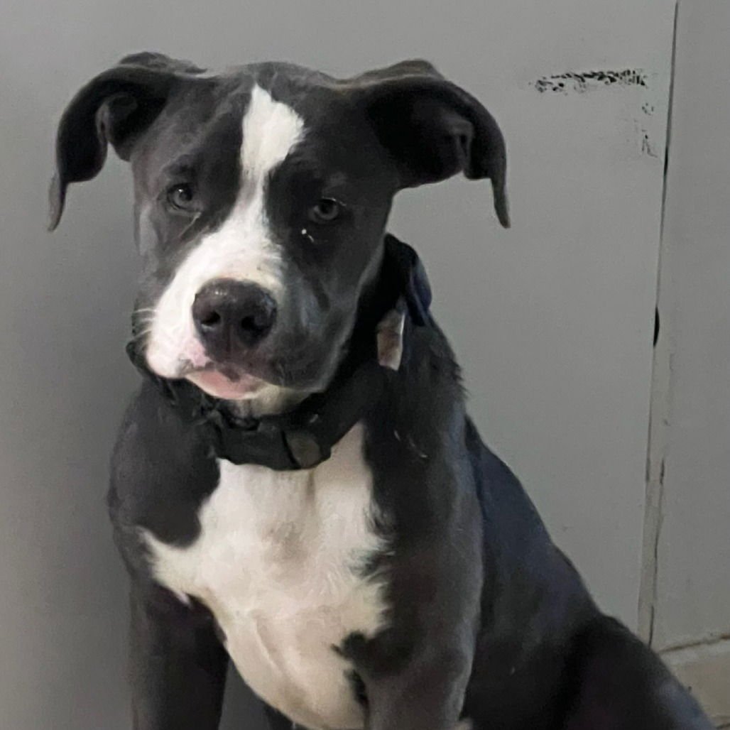 NELLIE - Pit Bull Terrier available for adoption