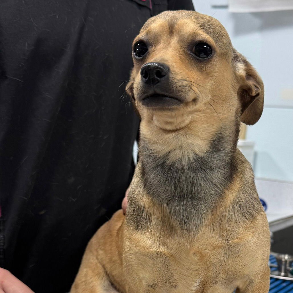 RITZ - Rat Terrier available for adoption