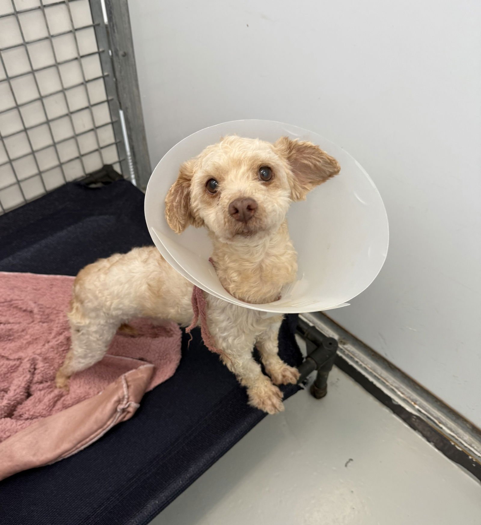 ARCHIE JEBB - Poodle (Miniature) available for adoption