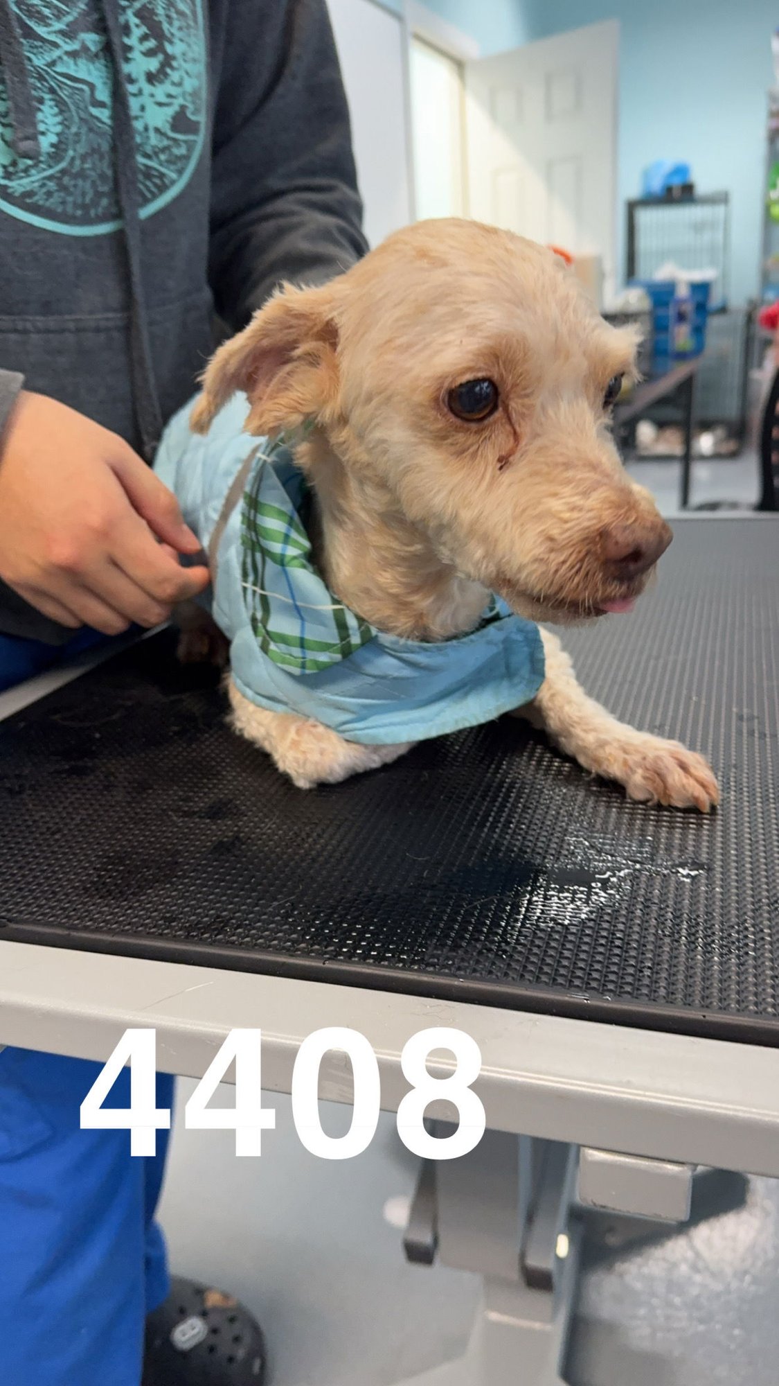 ARCHIE JEBB - Poodle (Miniature) available for adoption