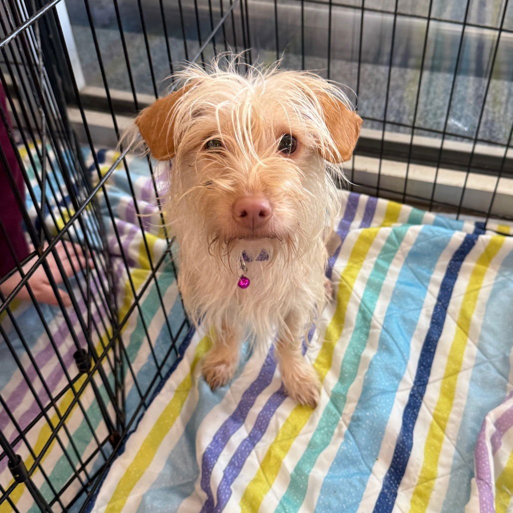 CHEER - Wirehaired Fox Terrier available for adoption