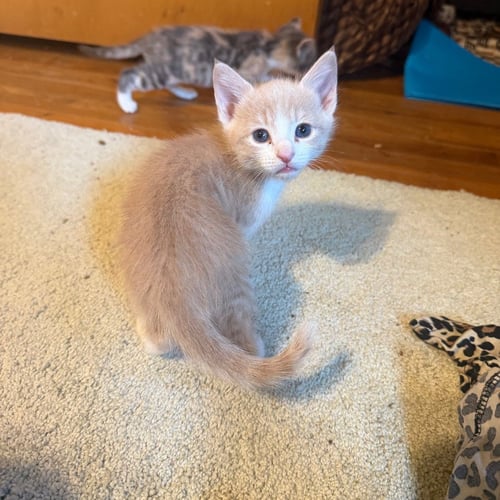 HANNAH MONTANA - Domestic Short Hair available for adoption