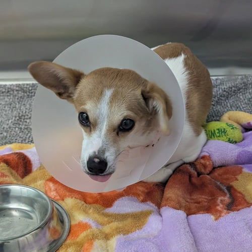 BREEZE - Chihuahua available for adoption